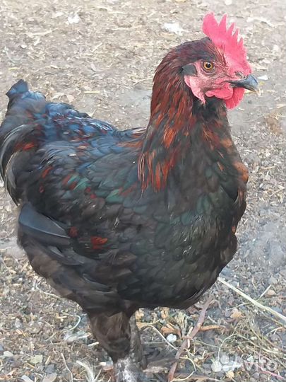 Молодые петушки