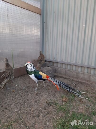 Фазан красное золото