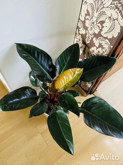 Филодендроны