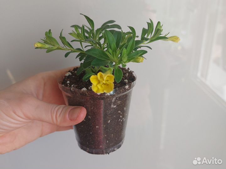 Вегетативные черенки калибрахоа