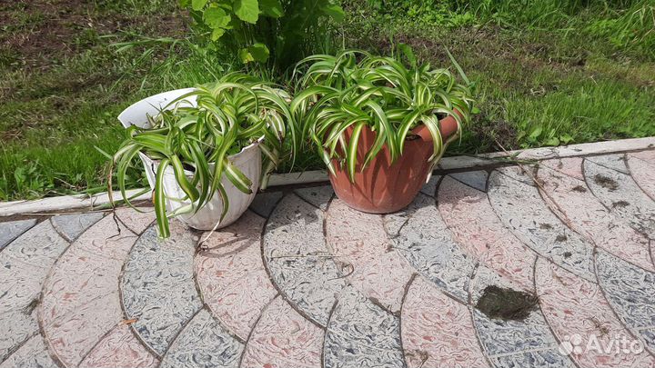 Цветы комнатные с доставкой