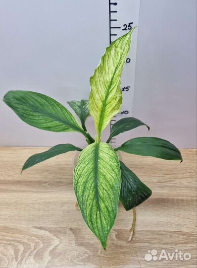 Спатифиллум Канифоль