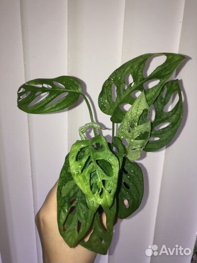 Монстера манки