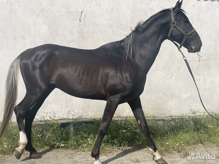 Ахалтекинец