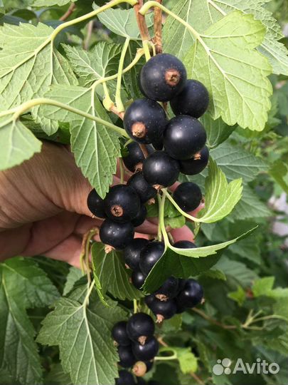 Саженец сортовой смородины