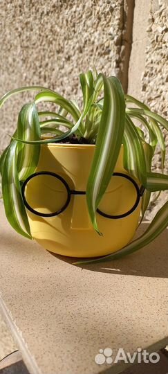 Хлорофитум