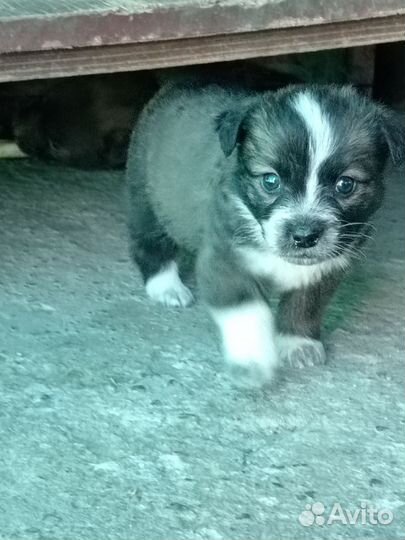 Собака в добрые руки отдам бесплатно