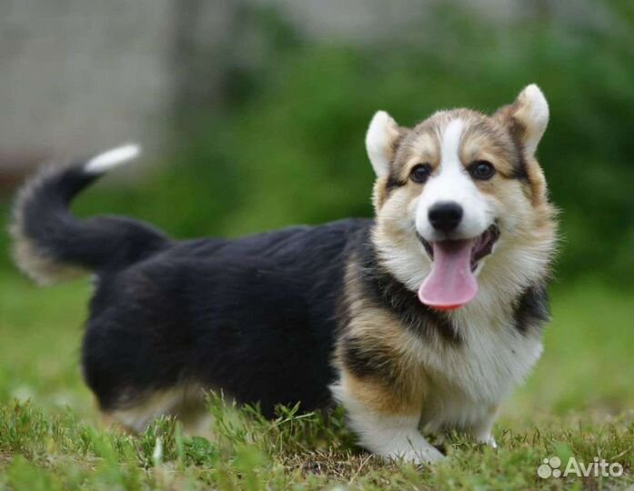 Щенки вельш-корги пемброк РКФ