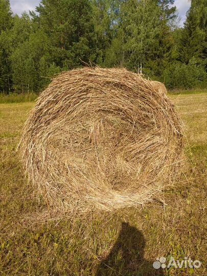Продам сено в рулонах