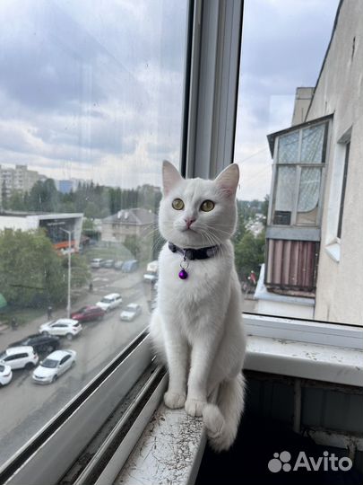 Белая кошка