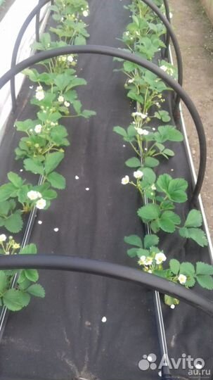 Нетканный материал для растений в саду