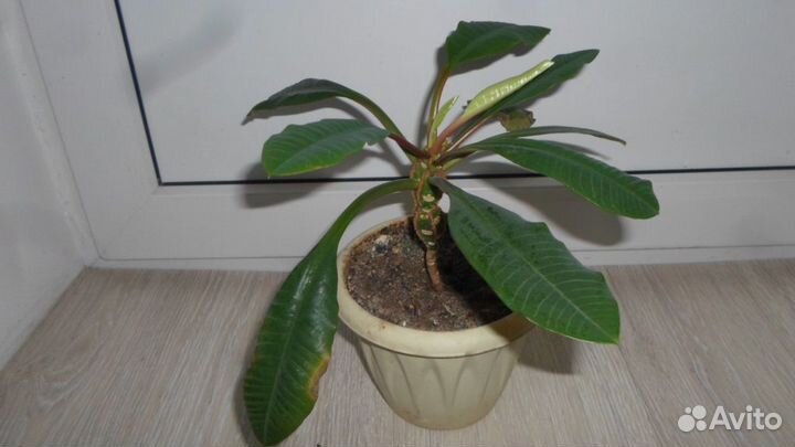 Гиппеаструм, каланхоэ,молочай