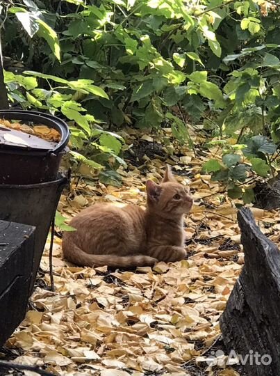 Отдам котят в добрые руки омск