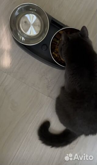 Миска для животных