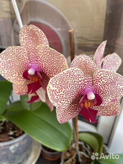Орхидея фаленопсис Сезам