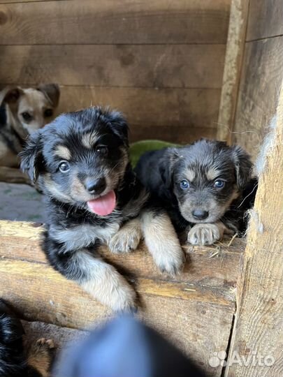 Щенки