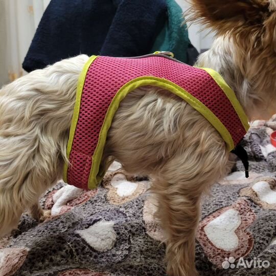 Ошейник для собак