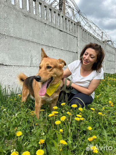 Модуса выбросили на улицу из-за беспородности