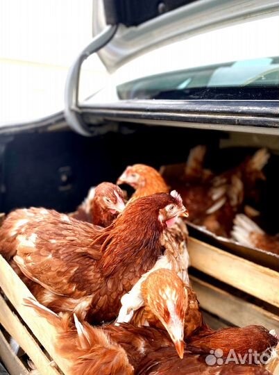 Курочки несушки молодки