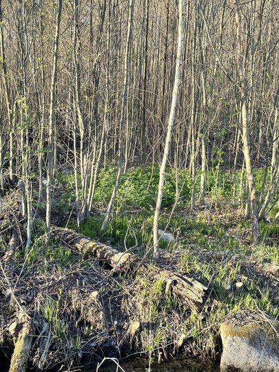 Участок 20 сот. (СНТ, ДНП)