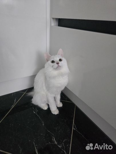 Кошка в дар бесплатно