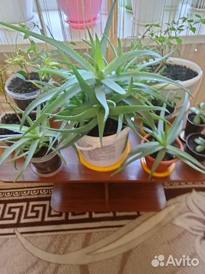 Продаю набор цветов алоэ 3шт.перец горький 5шт