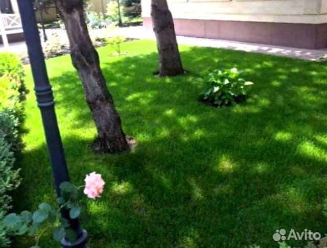 Рулонный газон
