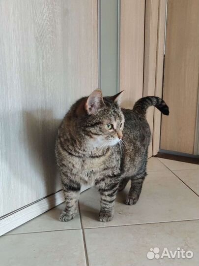 Кошка Шипучка
