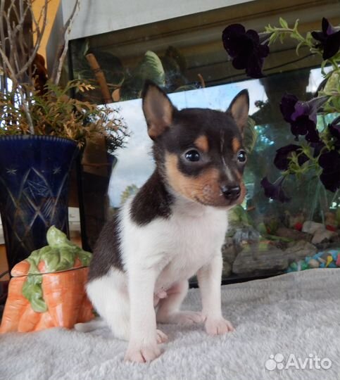 Щенок той-фокстерьера