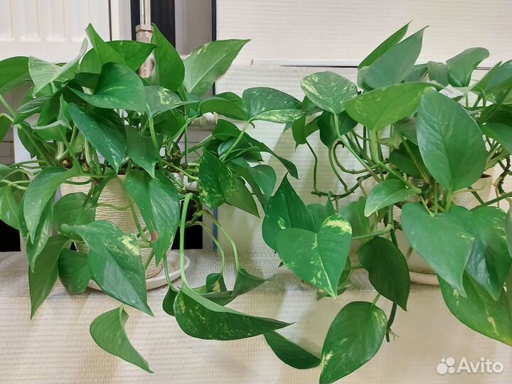 Сциндапсус Эпипремнум