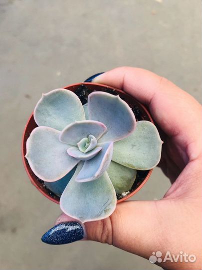 Перец комнатный острый