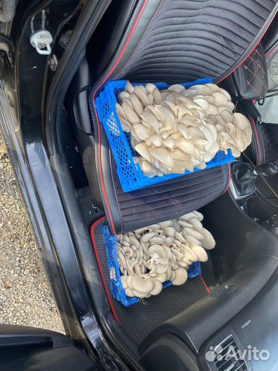 Грибы маринованные