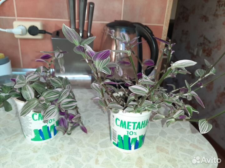 Традесканция