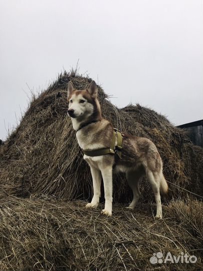 Щенки хаски бесплатно