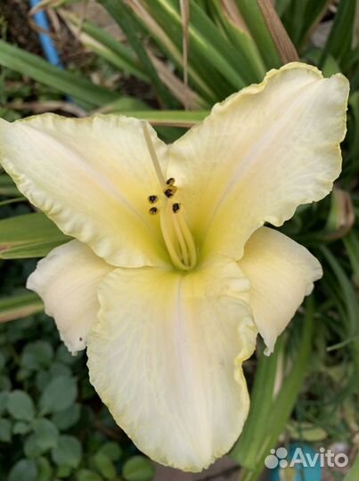 Лилейники сортовые