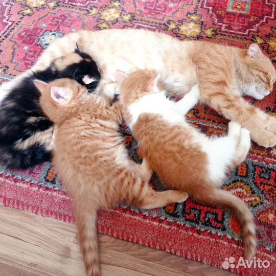 Котята в добрые руки