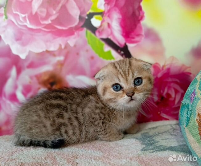 Шотландский вислоухий малыш мальчик