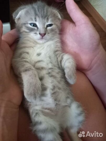 Вислоухие котята бесплатно