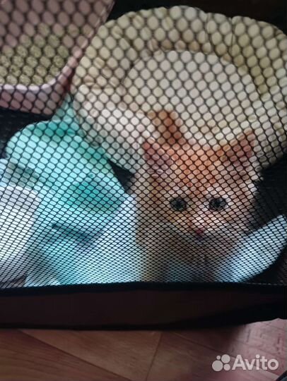 Рыжее счастье для доброго сердца