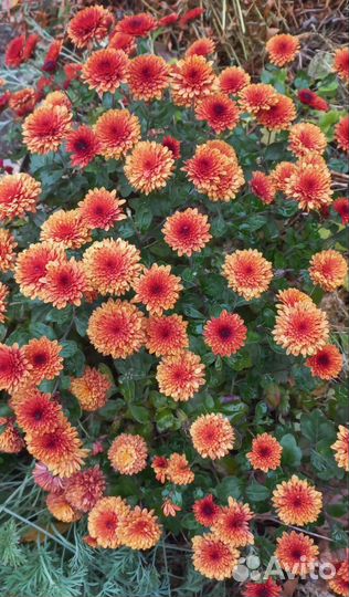 Многолетние цветы