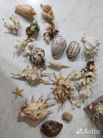 Коралы и ракушки для аквариума