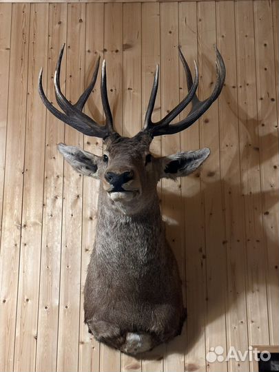 Чучело оленя