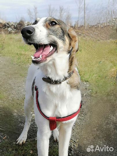 Собака Лиза