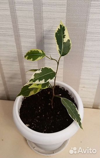 Фикус Бенджамина Кинки