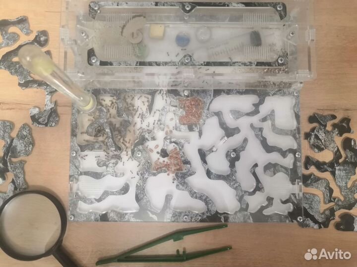 Большая Муравьиная ферма с муравьями