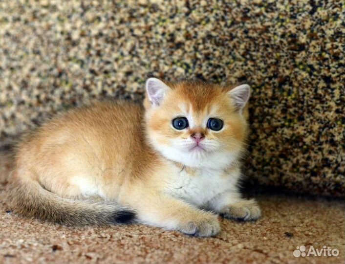 У нас есть котята