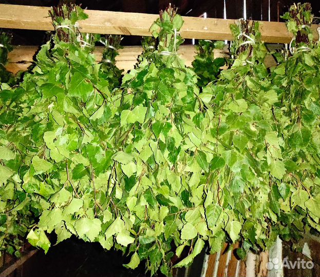 Березовые веники