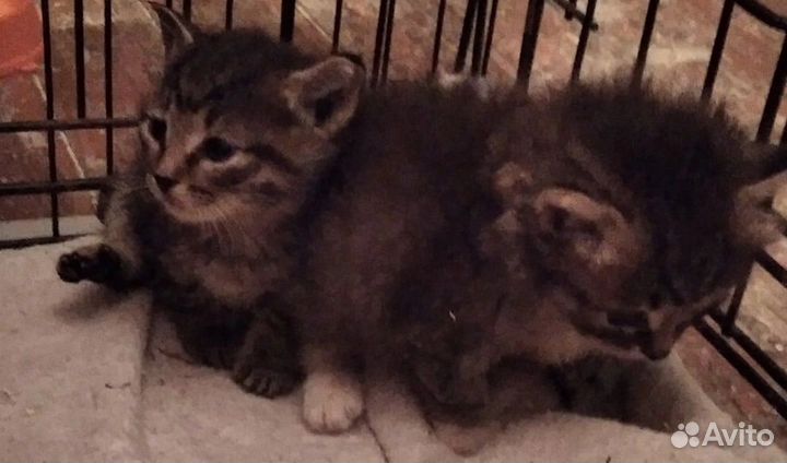 Котята в добрые руки бесплатно