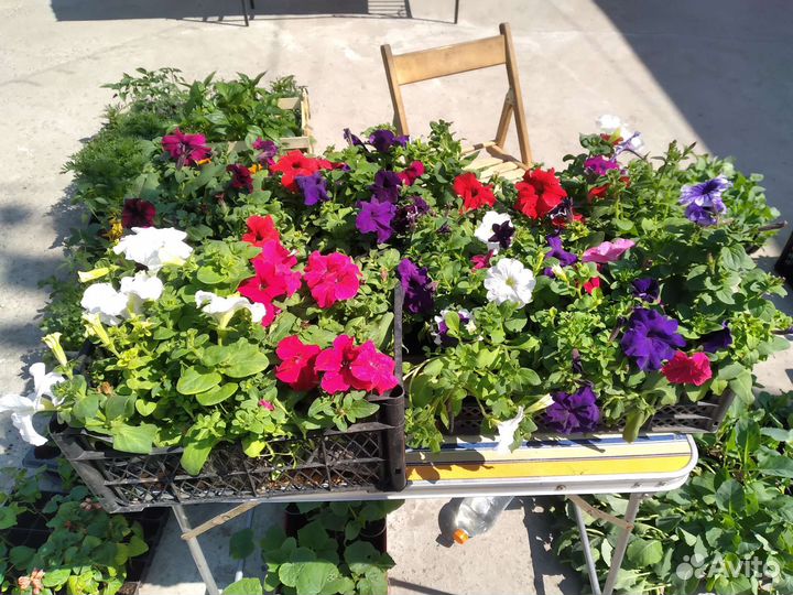 Рассада петунья