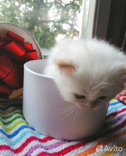 Открыто бронирование Рэгдоллы с документами